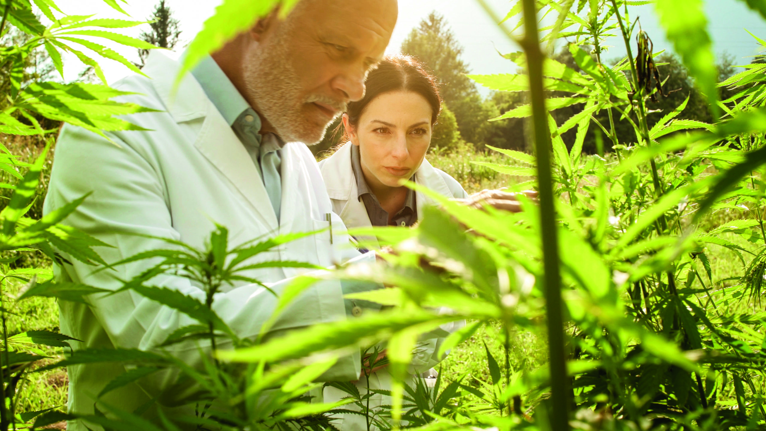 Cannabis médical : les cultivateurs ont le champ libre